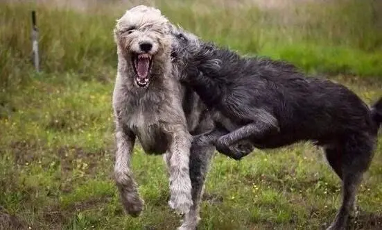 巨型犬家庭日常_巨型犬日常家庭护理_巨型犬饲养